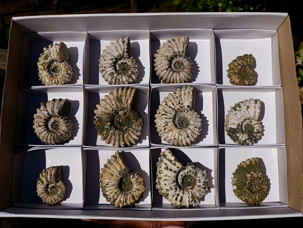 Natural Douvilleiceras Ammolite Ammonite Fossils x 12 From Maintirano, Madagascar - Toprock Gemstones and Minerals 