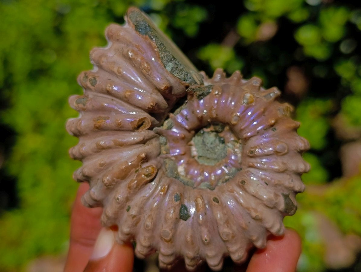 Natural Douvilleiceras Ammolite Ammonite Fossils x 12 From Maintirano, Madagascar - Toprock Gemstones and Minerals 