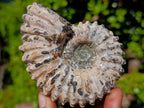 Natural Douvilleiceras Ammolite Ammonite Fossils x 12 From Maintirano, Madagascar - Toprock Gemstones and Minerals 