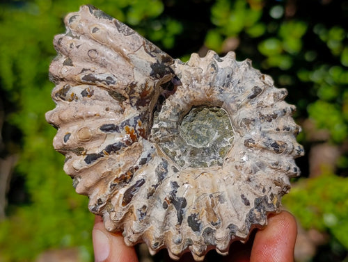 Natural Douvilleiceras Ammolite Ammonite Fossils x 12 From Maintirano, Madagascar - Toprock Gemstones and Minerals 
