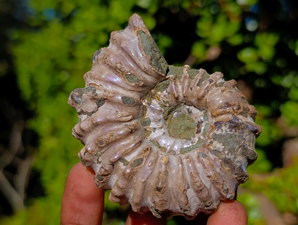 Natural Douvilleiceras Ammolite Ammonite Fossils x 12 From Maintirano, Madagascar - Toprock Gemstones and Minerals 