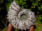 Natural Douvilleiceras Ammolite Ammonite Fossils x 12 From Maintirano, Madagascar - Toprock Gemstones and Minerals 
