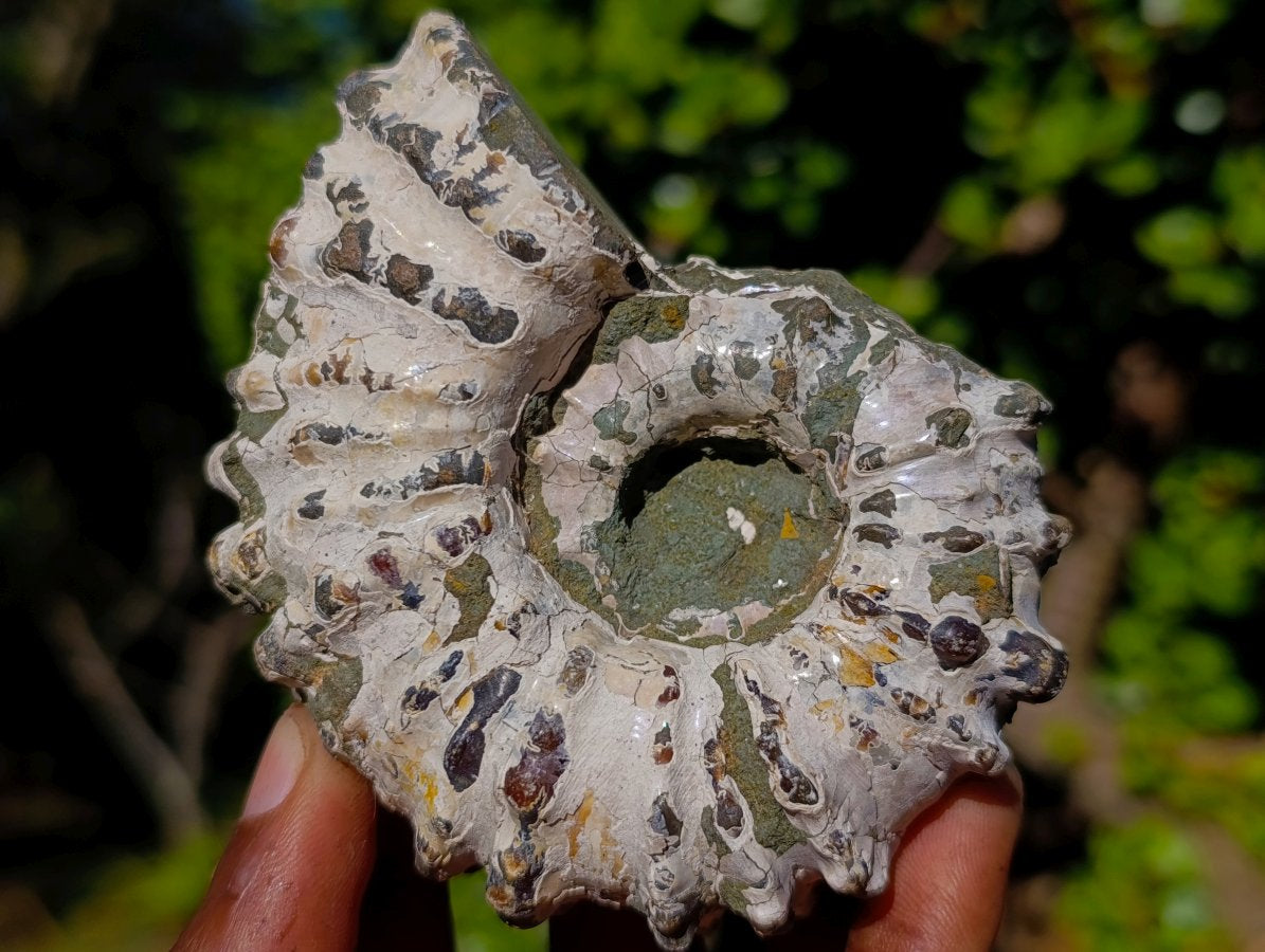 Natural Douvilleiceras Ammolite Ammonite Fossils x 12 From Maintirano, Madagascar - Toprock Gemstones and Minerals 