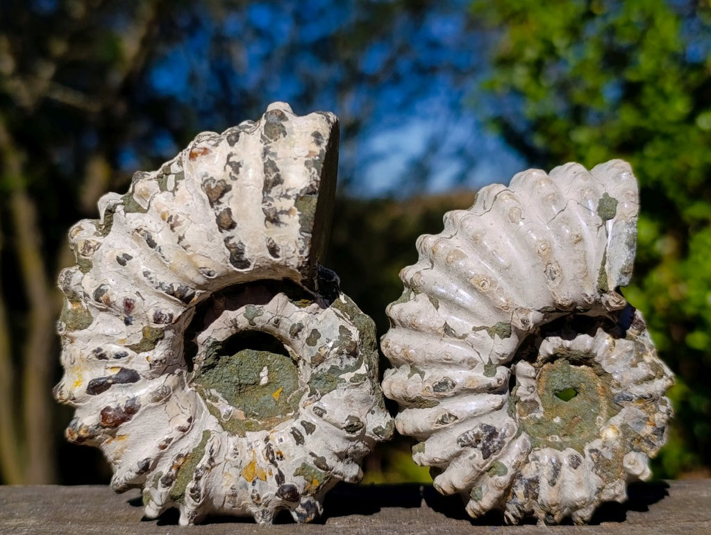 Natural Douvilleiceras Ammolite Ammonite Fossils x 12 From Maintirano, Madagascar - Toprock Gemstones and Minerals 
