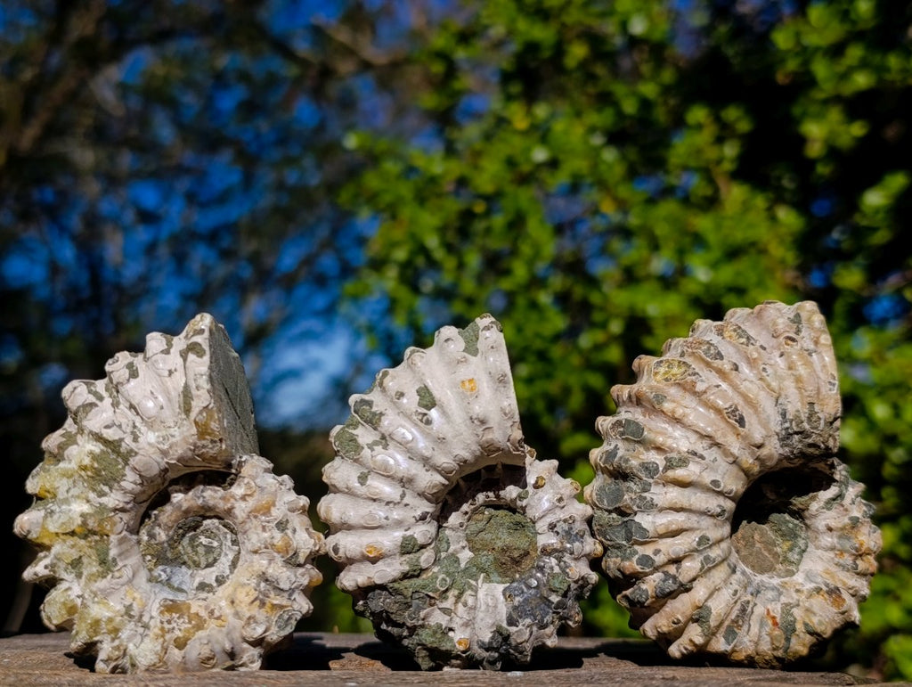 Natural Douvilleiceras Ammolite Ammonite Fossils x 12 From Maintirano, Madagascar - Toprock Gemstones and Minerals 