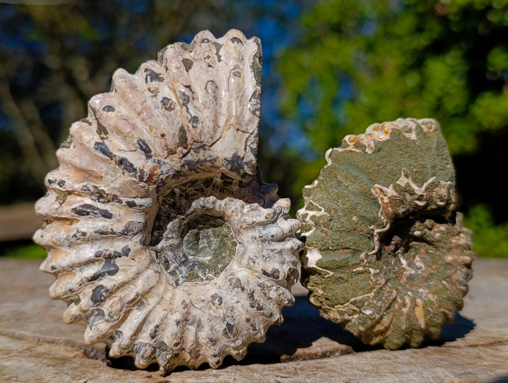Natural Douvilleiceras Ammolite Ammonite Fossils x 12 From Maintirano, Madagascar - Toprock Gemstones and Minerals 