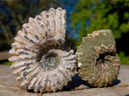 Natural Douvilleiceras Ammolite Ammonite Fossils x 12 From Maintirano, Madagascar - Toprock Gemstones and Minerals 
