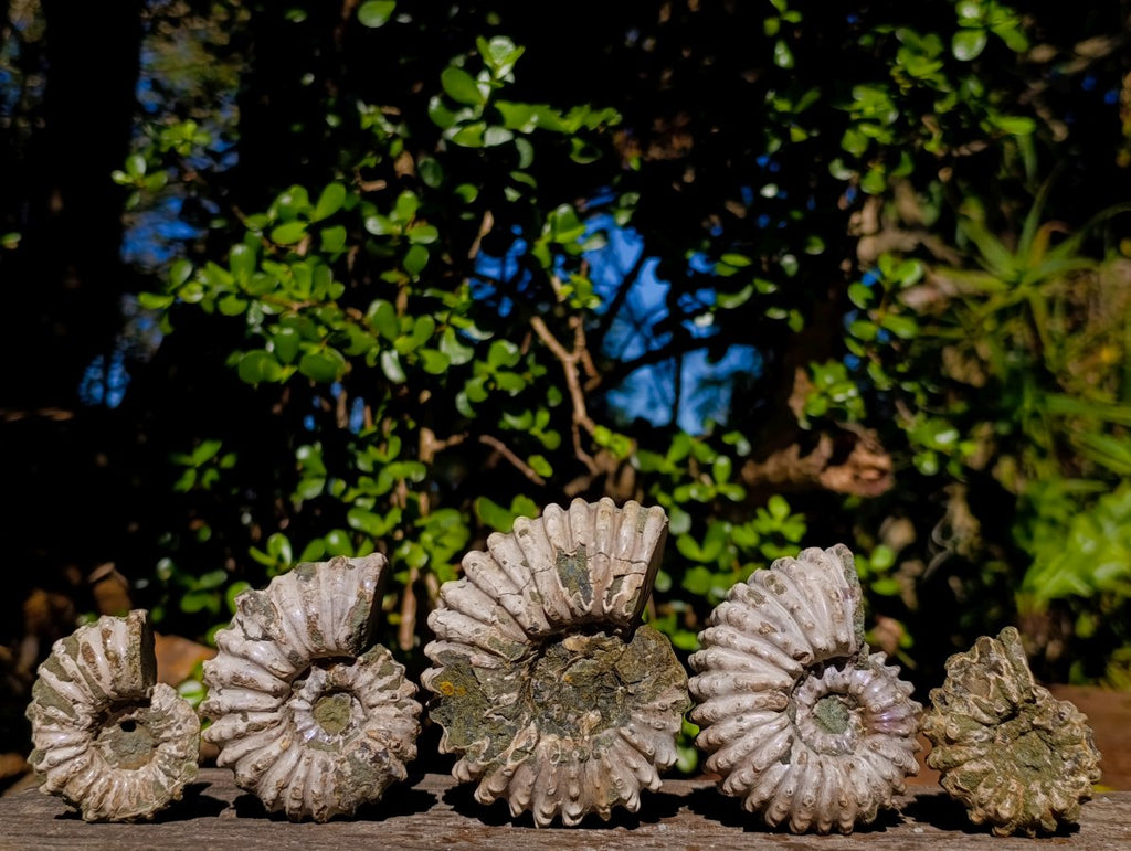 Natural Douvilleiceras Ammolite Ammonite Fossils x 12 From Maintirano, Madagascar - Toprock Gemstones and Minerals 