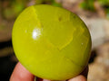 Polished Green Opal Palm Stones x 24 From Betroka, Madagascar - Toprock Gemstones and Minerals 