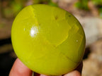 Polished Green Opal Palm Stones x 24 From Betroka, Madagascar - Toprock Gemstones and Minerals 