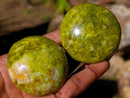 Polished Green Opal Palm Stones x 24 From Betroka, Madagascar - Toprock Gemstones and Minerals 