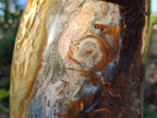 Polished XL Ocean Jasper Mushroom with Hematite x 1 From Northwest Coast, Madagascar - Toprock Gemstones and Minerals 