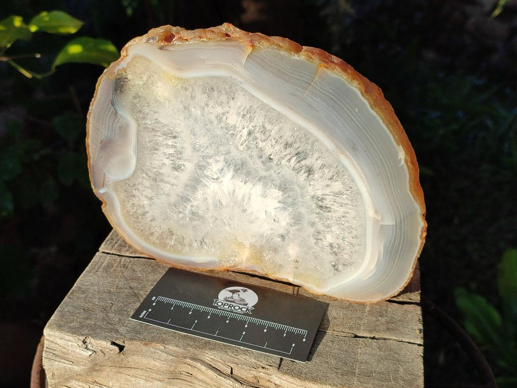 Polished XL Banded Agate Slices with Natural Edging x 4 From Madagascar - Toprock Gemstones and Minerals 