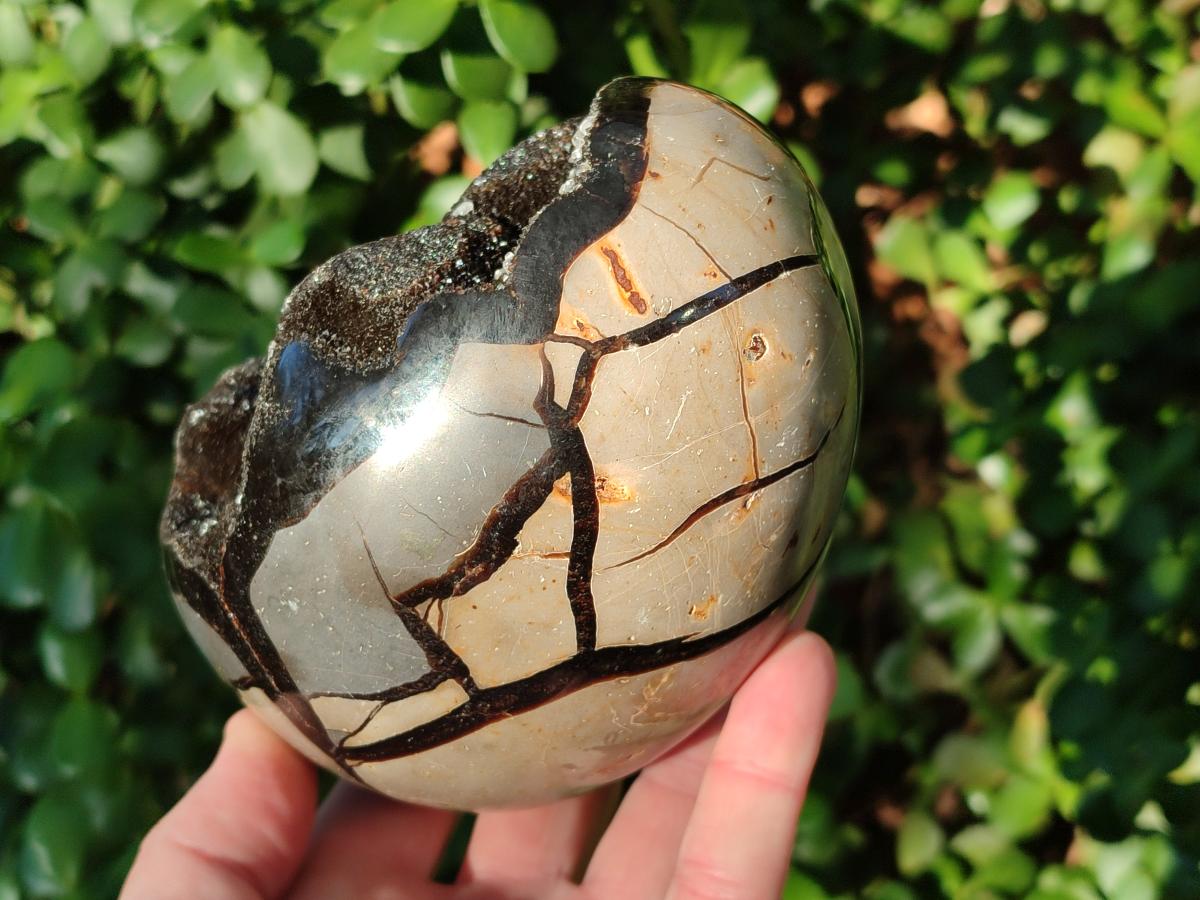 Polished Septerye Sauvage "Dragons Egg" Geodes x 2 From Mahajanga, Madagascar - Toprock Gemstones and Minerals 
