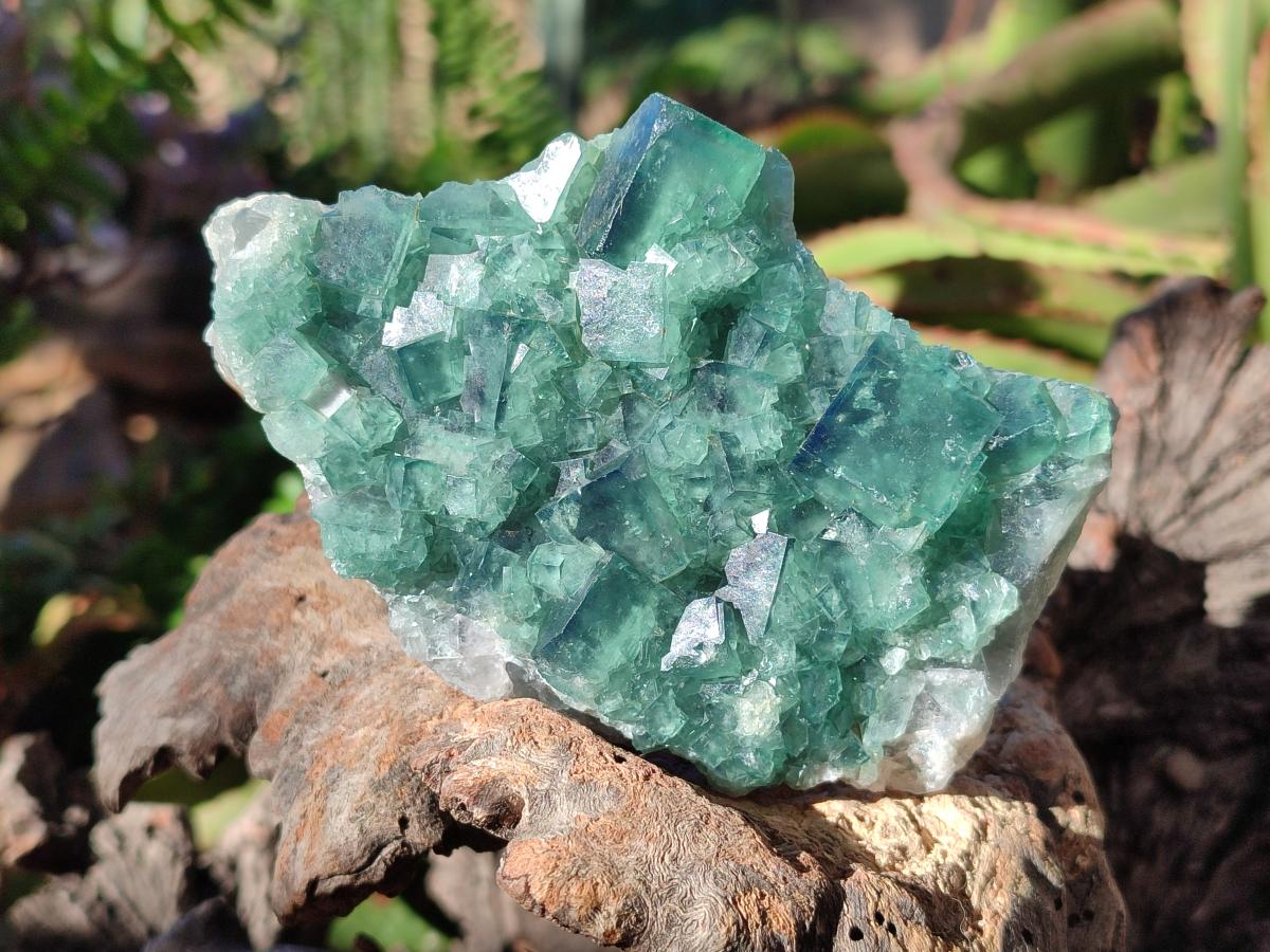 Natural Green Cubic Fluorite Specimens x 6 From Mandrosonoro, Madagascar - Toprock Gemstones and Minerals 