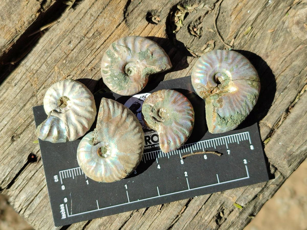 Natural Mini Whole Cleoniceras Ammonite Fossils With Iridescent Ammolite Shells x 70 From Maintirano, Madagascar - Toprock Gemstones and Minerals 