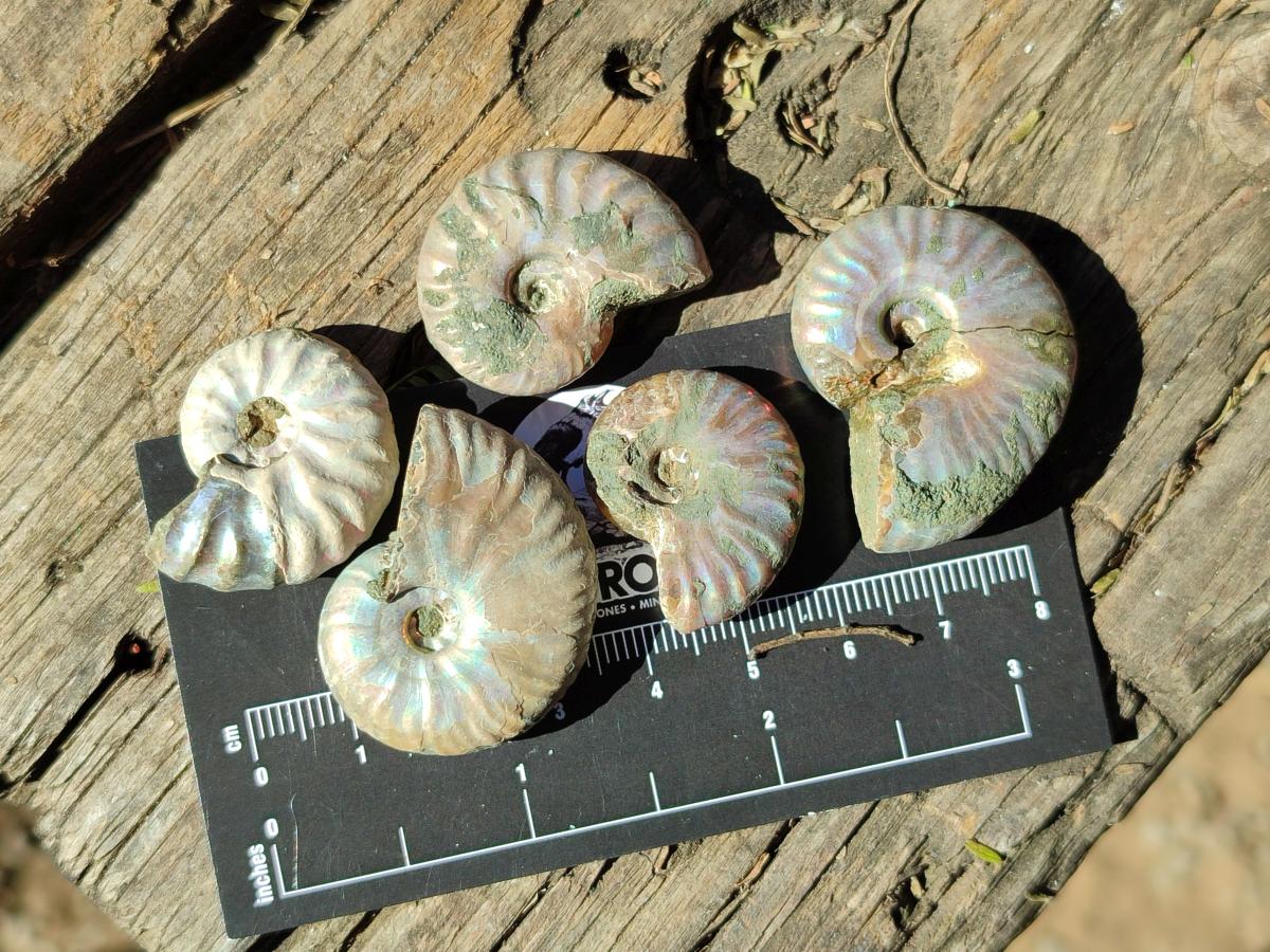 Natural Mini Whole Cleoniceras Ammonite Fossils With Iridescent Ammolite Shells x 70 From Maintirano, Madagascar - Toprock Gemstones and Minerals 