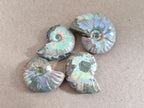 Natural Mini Whole Cleoniceras Ammonite Fossils With Iridescent Ammolite Shells x 70 From Maintirano, Madagascar - Toprock Gemstones and Minerals 