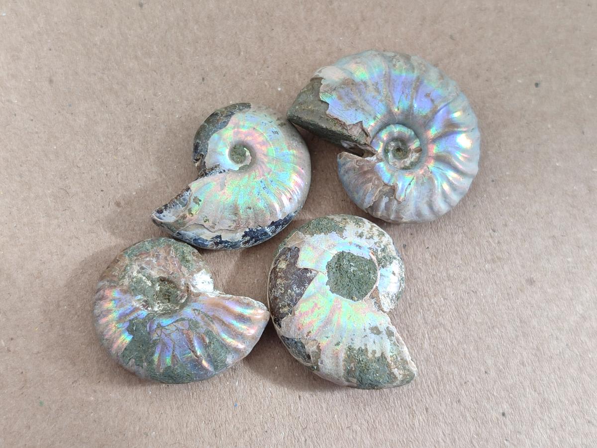 Natural Mini Whole Cleoniceras Ammonite Fossils With Iridescent Ammolite Shells x 70 From Maintirano, Madagascar - Toprock Gemstones and Minerals 