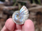 Natural Mini Whole Cleoniceras Ammonite Fossils With Iridescent Ammolite Shells x 70 From Maintirano, Madagascar - Toprock Gemstones and Minerals 