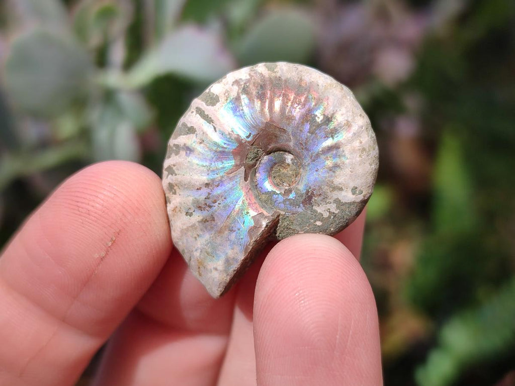 Natural Mini Whole Cleoniceras Ammonite Fossils With Iridescent Ammolite Shells x 70 From Maintirano, Madagascar - Toprock Gemstones and Minerals 