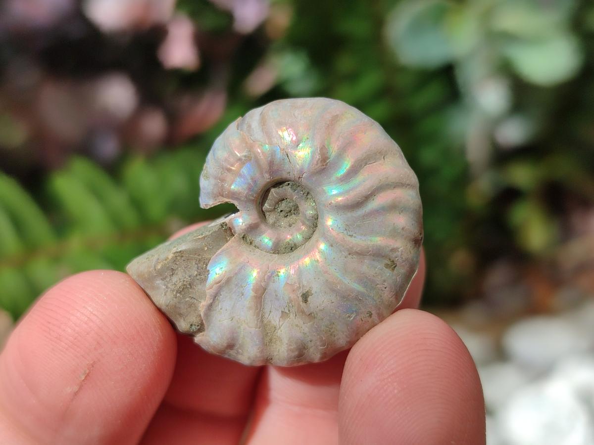 Natural Mini Whole Cleoniceras Ammonite Fossils With Iridescent Ammolite Shells x 70 From Maintirano, Madagascar - Toprock Gemstones and Minerals 