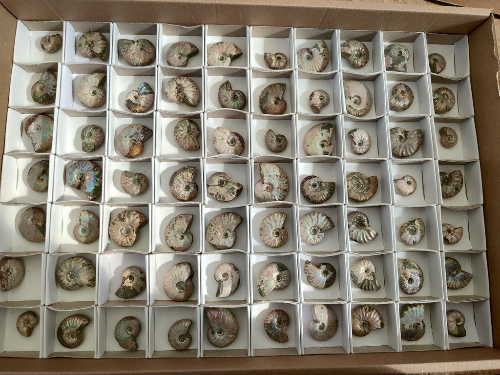 Natural Mini Whole Cleoniceras Ammonite Fossils With Iridescent Ammolite Shells x 70 From Maintirano, Madagascar - Toprock Gemstones and Minerals 