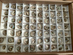 Natural Mini Whole Cleoniceras Ammonite Fossils With Iridescent Ammolite Shells x 70 From Maintirano, Madagascar - Toprock Gemstones and Minerals 