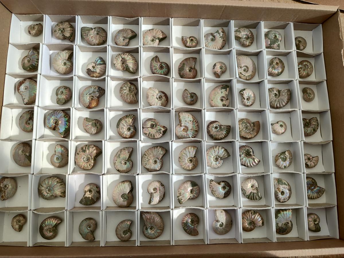 Natural Mini Whole Cleoniceras Ammonite Fossils With Iridescent Ammolite Shells x 70 From Maintirano, Madagascar - Toprock Gemstones and Minerals 