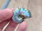 Natural Mini Whole Cleoniceras Ammonite Fossils With Iridescent Ammolite Shells x 70 From Maintirano, Madagascar - Toprock Gemstones and Minerals 
