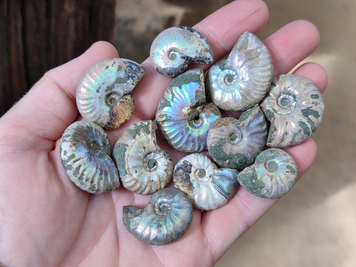 Natural Mini Whole Cleoniceras Ammonite Fossils With Iridescent Ammolite Shells x 70 From Maintirano, Madagascar - Toprock Gemstones and Minerals 
