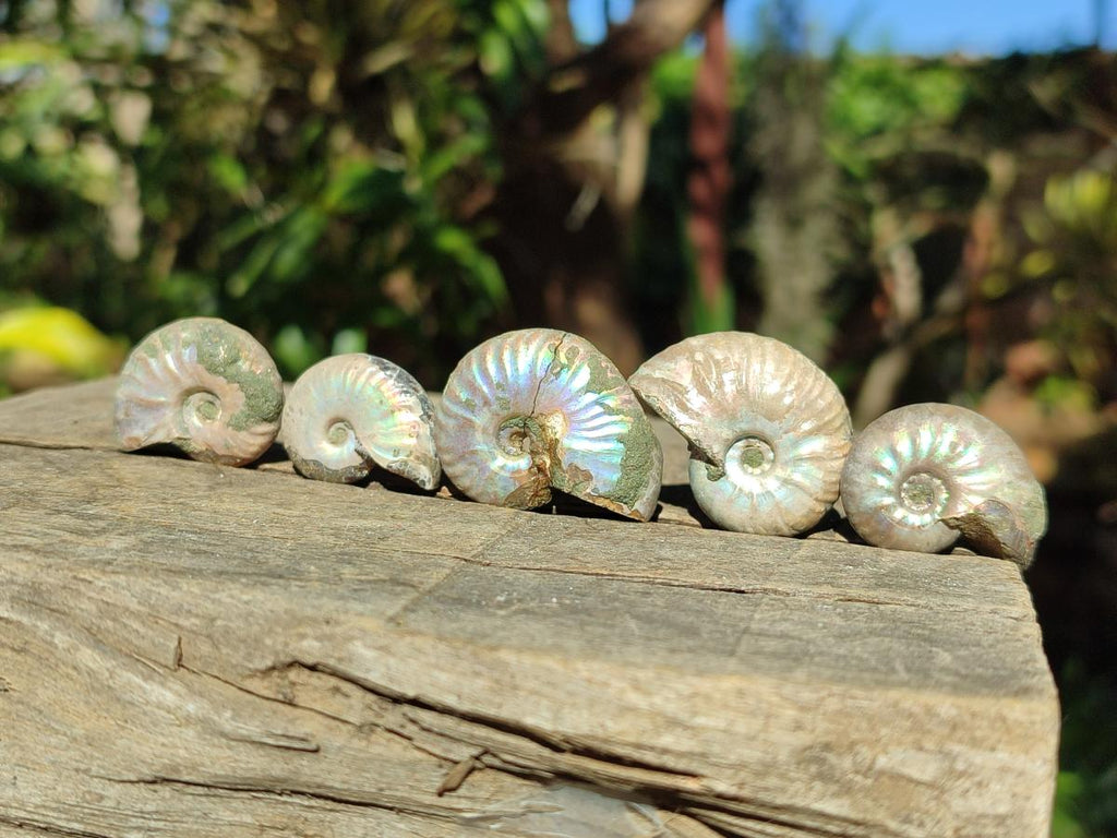 Natural Mini Whole Cleoniceras Ammonite Fossils With Iridescent Ammolite Shells x 70 From Maintirano, Madagascar - Toprock Gemstones and Minerals 