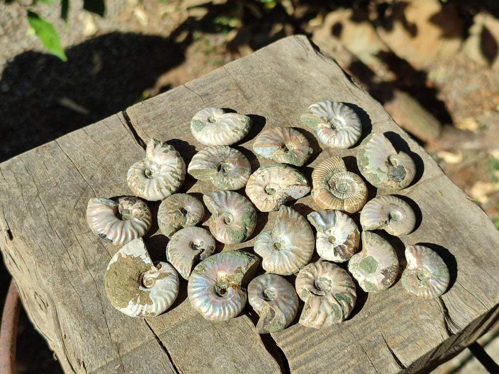 Natural Mini Whole Cleoniceras Ammonite Fossils With Iridescent Ammolite Shells x 70 From Maintirano, Madagascar - Toprock Gemstones and Minerals 