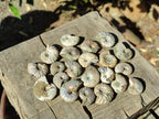Natural Mini Whole Cleoniceras Ammonite Fossils With Iridescent Ammolite Shells x 70 From Maintirano, Madagascar - Toprock Gemstones and Minerals 