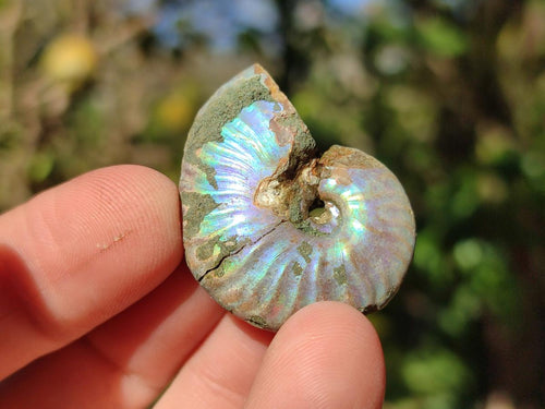 Natural Mini Whole Cleoniceras Ammonite Fossils With Iridescent Ammolite Shells x 70 From Maintirano, Madagascar - Toprock Gemstones and Minerals 