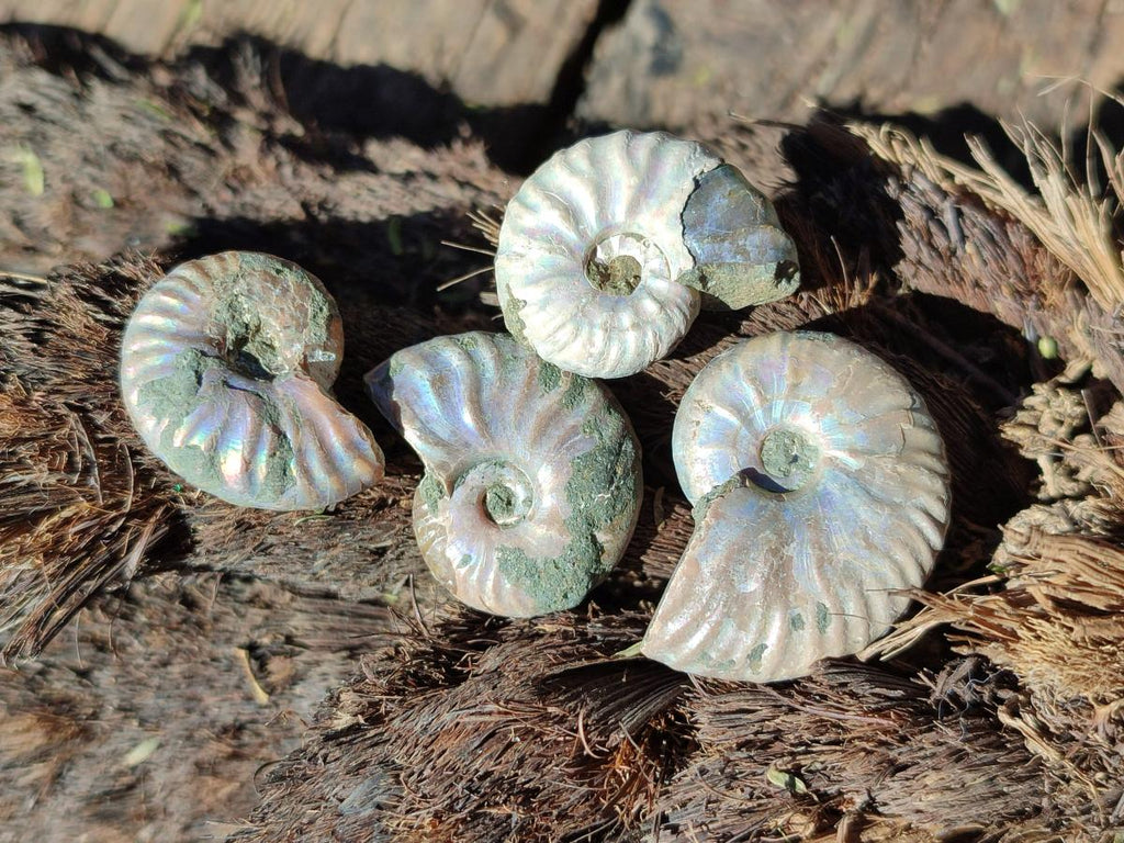 Natural Mini Whole Cleoniceras Ammonite Fossils With Iridescent Ammolite Shells x 70 From Maintirano, Madagascar - Toprock Gemstones and Minerals 