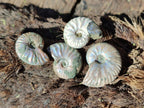 Natural Mini Whole Cleoniceras Ammonite Fossils With Iridescent Ammolite Shells x 70 From Maintirano, Madagascar - Toprock Gemstones and Minerals 
