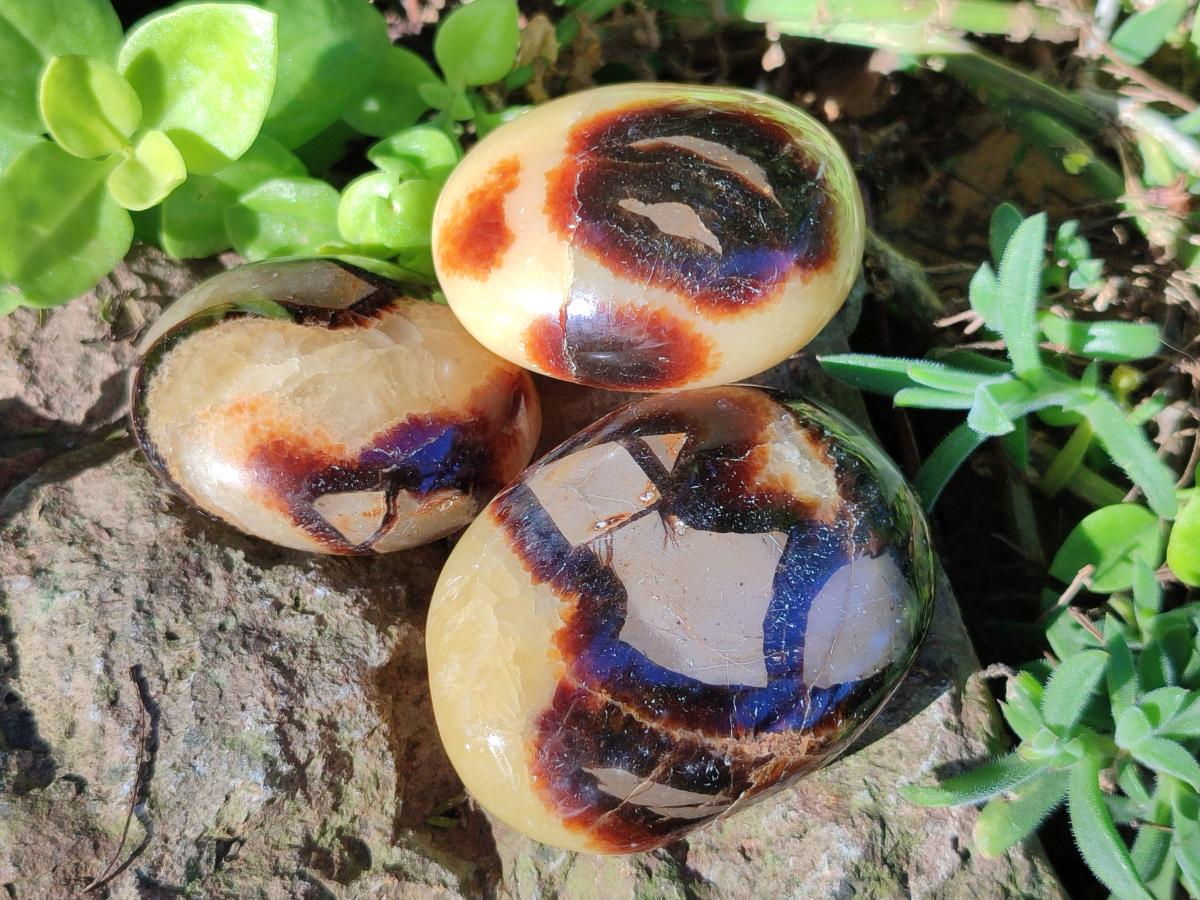Polished Septerye Galets x 12 From Mahajanga, Madagascar - Toprock Gemstones and Minerals 