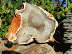 Polished Large Crystalline Agate Geode x 1 From Maintirano, Madagascar - Toprock Gemstones and Minerals 