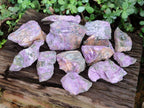 Natural Cobbed Stichtite Specimens x 12 From Barberton, South Africa - Toprock Gemstones and Minerals 