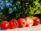 Polished Small Carnelian Agate Gemstone Spheres x 20 From Madagascar - Toprock Gemstones and Minerals 