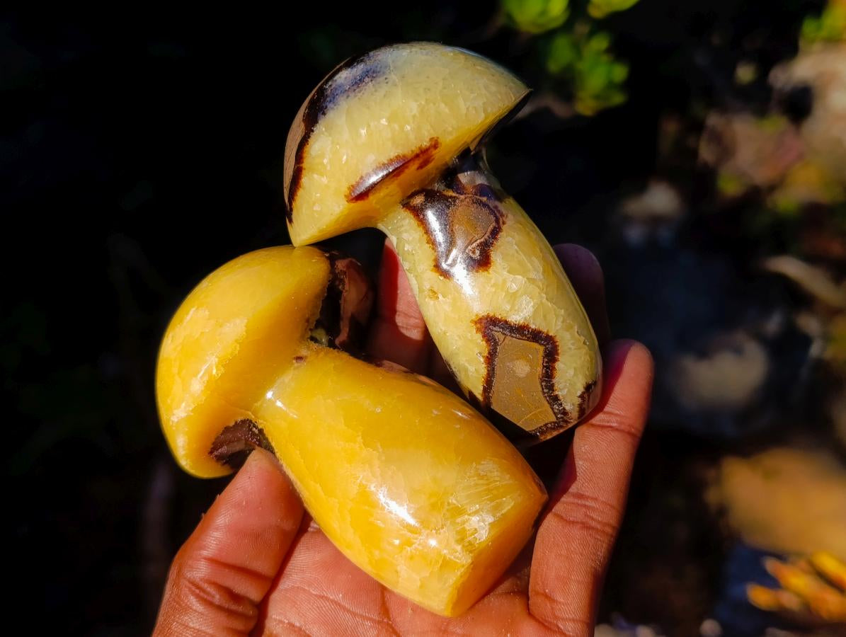 Polished Septerye Mushrooms x 12 From Mahajanga, Madagascar - Toprock Gemstones and Minerals 
