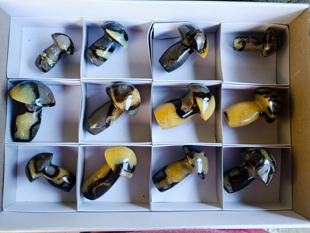 Polished Septerye Mushrooms x 12 From Mahajanga, Madagascar - Toprock Gemstones and Minerals 