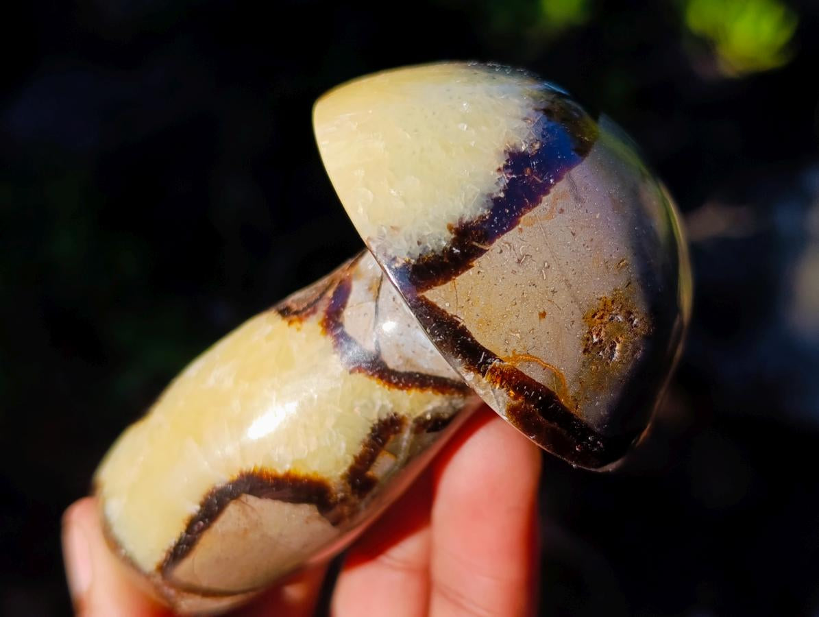Polished Septerye Mushrooms x 12 From Mahajanga, Madagascar - Toprock Gemstones and Minerals 