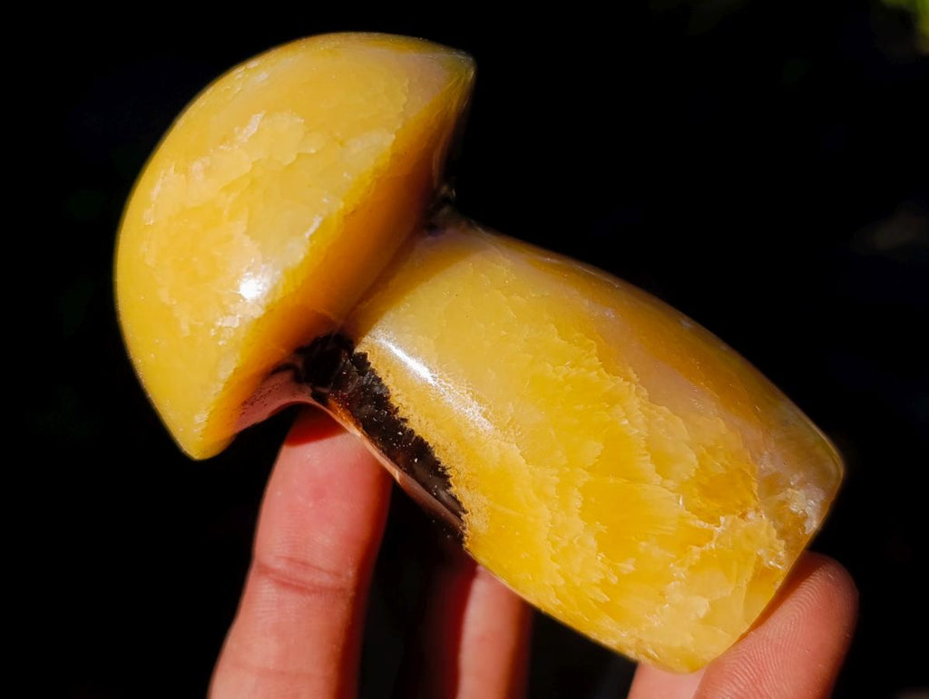Polished Septerye Mushrooms x 12 From Mahajanga, Madagascar - Toprock Gemstones and Minerals 