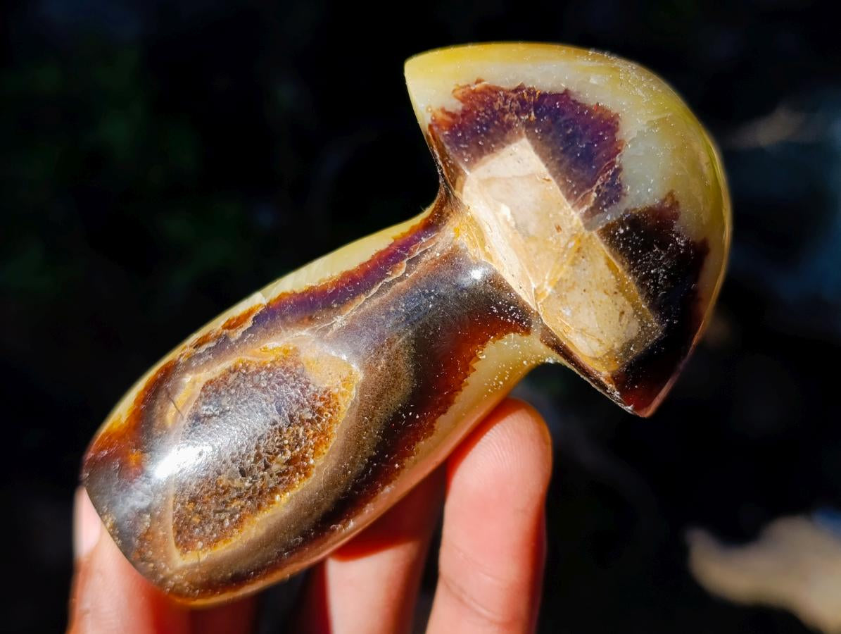 Polished Septerye Mushrooms x 12 From Mahajanga, Madagascar - Toprock Gemstones and Minerals 