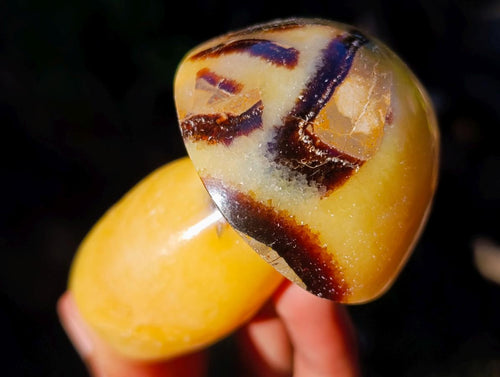 Polished Septerye Mushrooms x 12 From Mahajanga, Madagascar - Toprock Gemstones and Minerals 