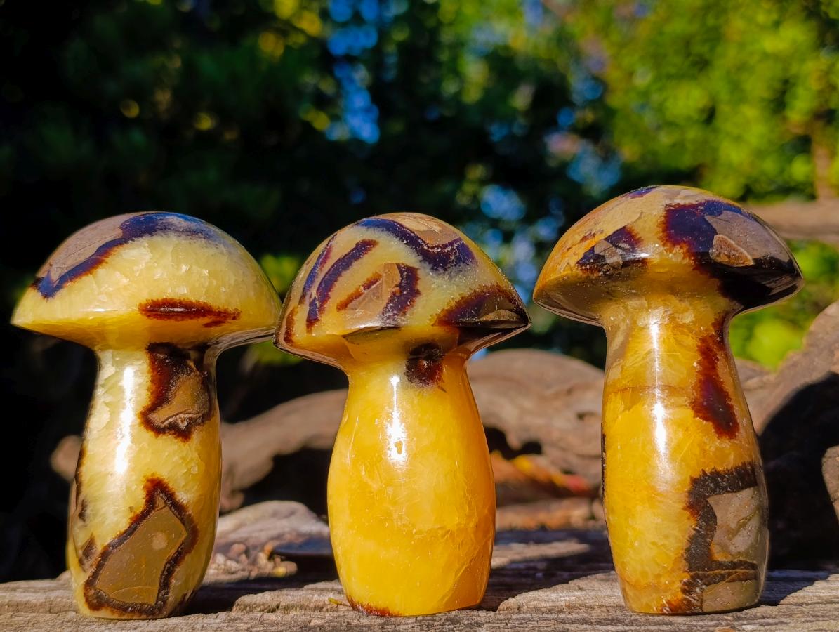 Polished Septerye Mushrooms x 12 From Mahajanga, Madagascar - Toprock Gemstones and Minerals 