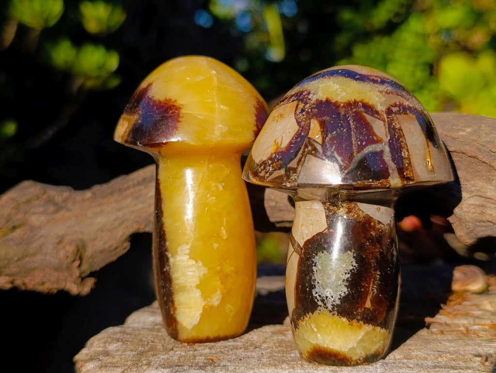 Polished Septerye Mushrooms x 12 From Mahajanga, Madagascar - Toprock Gemstones and Minerals 