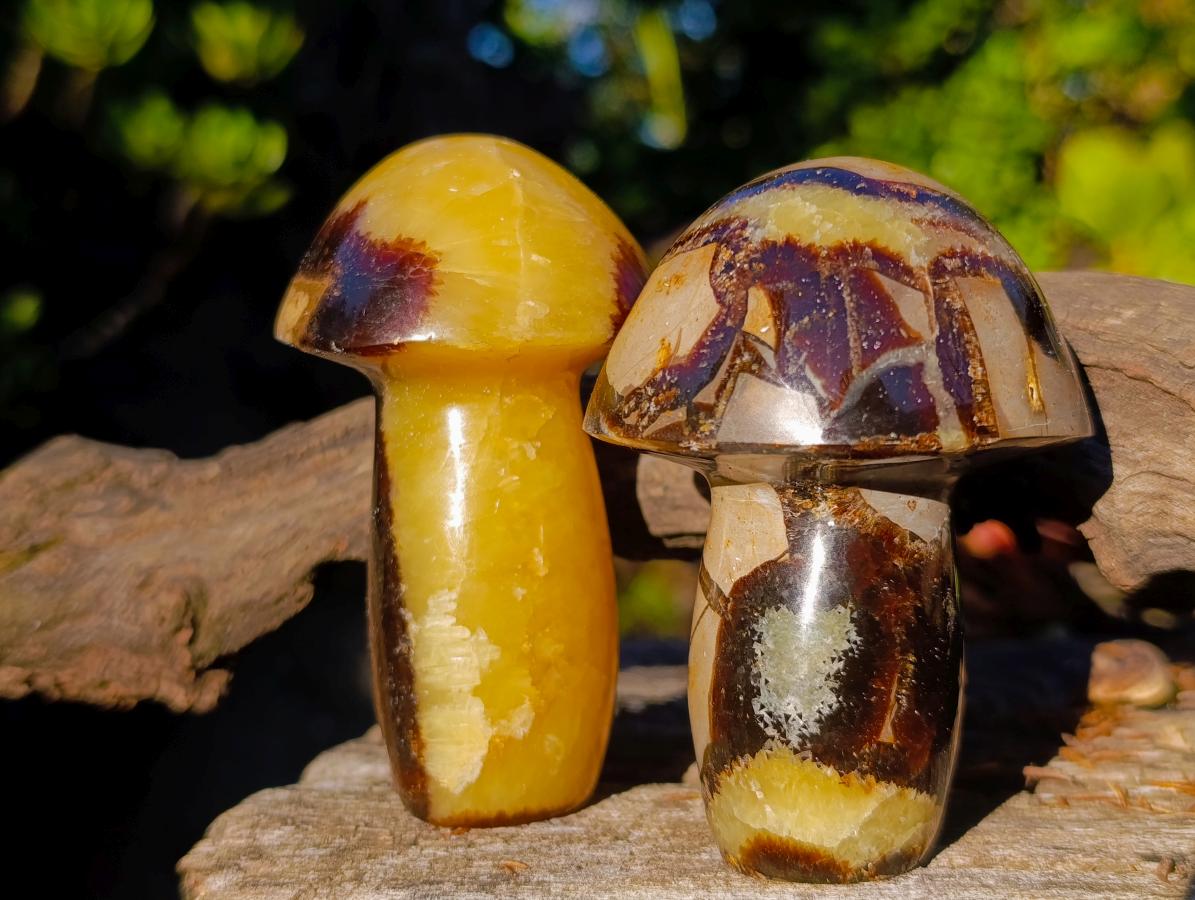 Polished Septerye Mushrooms x 12 From Mahajanga, Madagascar - Toprock Gemstones and Minerals 